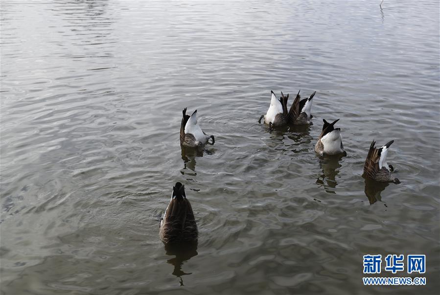 1月8日，在英国伦敦一处公园，一群鸭子倒立水中觅食。记者 韩岩/摄