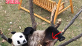 在沈阳的熊猫“浦浦”由“千金”变成了“少爷”