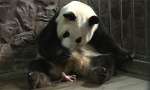 【组图】大熊猫家族又添双胞胎
