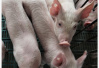 安徽省滁州市凤阳县发生一起非洲猪瘟疫情