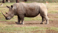 4名中国公民被控走私犀牛角在坦桑尼亚被捕
