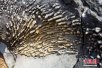 湖南发现“珊瑚化石”群：距今至少1.9亿年