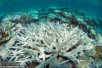 海水变暖致世界一半珊瑚礁死亡 2050年前9成消亡