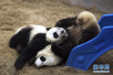 成都大熊猫繁育研究基地回应网传“虐待大熊猫”：与事实严重不符