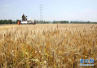 小麦陆续进入穗期　山东发布病虫害防控工作紧急通知