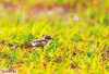 洛阳孟津黄河湿地监测发现大量候鸟　总量近5万只