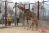 青藏高原野生动物园育活首只长颈鹿 创世界记录