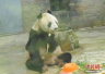 大熊猫仍是濒危物种 保护级别降低尚早