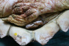 哥伦比亚蟹：幸福地生活在海龟屁股上