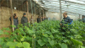 京郊农户试水生态益生菌肥