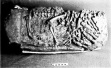 2000年前的宠物狗墓居然有31个陪葬陶俑