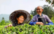贵州出台茶产业助推脱贫攻坚三年行动方案