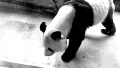 大熊猫瘦成“皮包骨”　受虐待了？调查：得了牙病