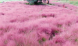 郑州现紫红色“草原”　不少市民前来观赏