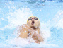 48秒88！徐嘉余打破短池男子100米仰泳世界纪录