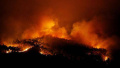 葡森林火灾死亡人数升至62人　政府宣布进入紧急状态