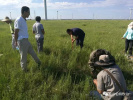 省草原工作站以杜尔伯特县为试点开展毒害草监测工作