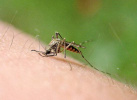 有关蚊子的4大谣言你信过几个？
