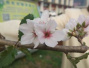秋来百花谢　郑州数十棵樱花树却突然开了花