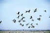 黄河滩区迎大批迁徙候鸟　遇乱捕滥猎等违法行为可举报
