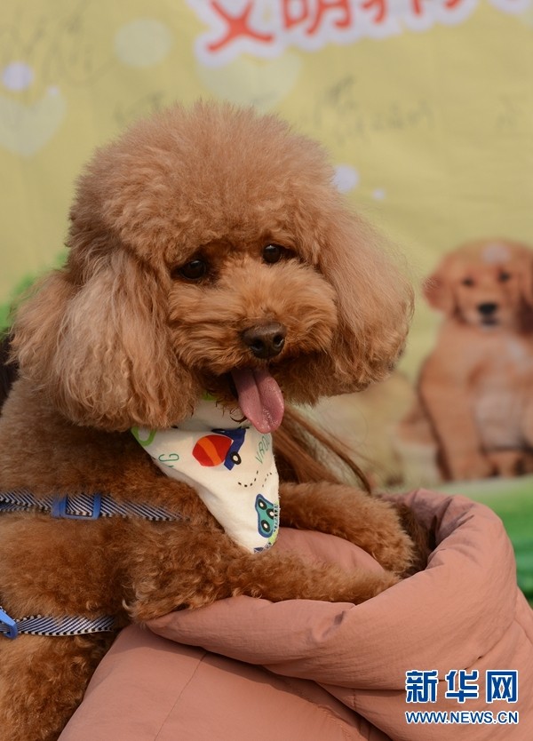 2017年12月23日，郑州市郑东花卉市场，参赛的宠物狗。
