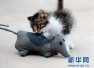 北京青年报：“吃出老鼠仅可获赔一千”是何等尴尬？