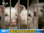 农业农村部：中国非洲猪瘟疫情总体可控