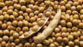 中国3月进口美大豆数量剧减　外媒：与贸易摩擦有关