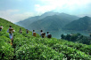 四轮驱动下的湖南千亿茶产业系列报道（四）：剖析黑茶的崛起