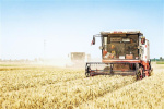 河南安陽小麥機收工作基本結束 已收獲小麥437.72萬畝 播種秋作物503.23萬畝