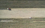 “一地两收”濮阳县2.5万亩大豆玉米带状复合种植喜获丰收